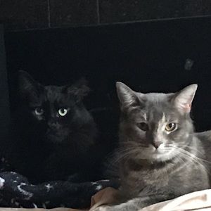 Meet your Posher, Sam